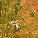 Fagonia arabica Λουλούδι