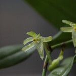 Kylicanthe bueae Flower