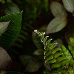 Pteris vittata Foglia