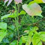 Sandoricum koetjape Leaf