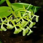 Epidendrum difforme Blomst