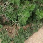 Pelargonium tomentosum Hoja