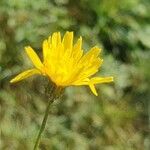 Crepis capillarisЦветок