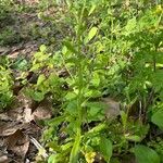 Myosotis macrosperma Habit