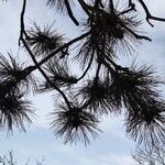 Pinus resinosa Blad