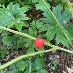 Podophyllum hexandrum Vili