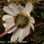 Chamaemelum fuscatum Květ