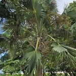 Sabal causiarumLevél