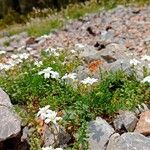 Cerastium alpinumFlower