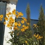 Helianthus strumosus Bloem