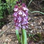 Orchis purpureaKvet