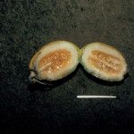 Ceratosanthes palmata Fruit