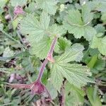 Geum rivale Feuille