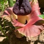 Amorphophallus paeoniifolius Blüte