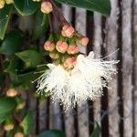 Syzygium paniculatum Kvet