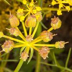 Cachrys sicula 果実