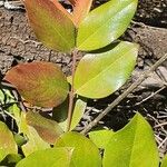 Acokanthera schimperi Blatt