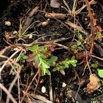 Hypericum humifusum Leaf