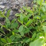 Polygonum arenastrum Leaf