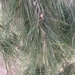 Casuarina cunninghamiana Φύλλο