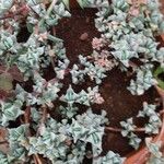 Lampranthus deltoides Leaf