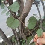 Dichondra macrocalyx