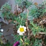 Anthemis secundiramea Outro