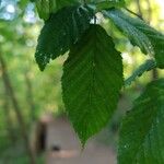 Carpinus caroliniana Leaf