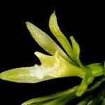 Nervilia concolor Flower