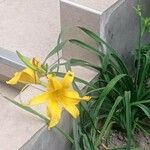 Hemerocallis minor Інше