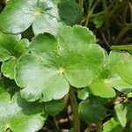 Hydrocotyle ranunculoides Feuille