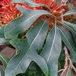 Stenocarpus sinuatus Levél