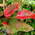 Berberis repens Leaf