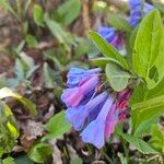 Mertensia virginicaപുഷ്പം