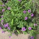 Verbena bipinnatifida Habit