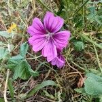 Malva setigeraBlüte