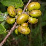 Xylopia sericea Fruit