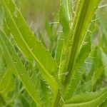 Cirsium canum Blatt