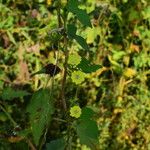 Merremia hederacea Habitus