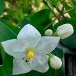 Solanum laxum Kwiat