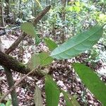 Pimelodendron griffithianum Hoja