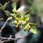 Pyracantha koidzumii Frucht