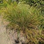 Eragrostis curvula 葉
