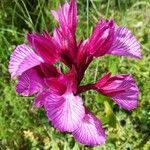 Anacamptis papilionacea 花