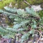 Sedum forsterianum Leaf