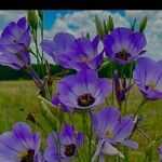 Eustoma exaltatum Cvet