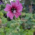 Malva arboreaFlor