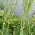 Hordeum murinum Blad