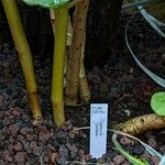Begonia grisea Annet
