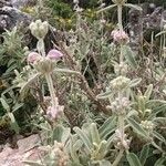 Phlomis italica Λουλούδι